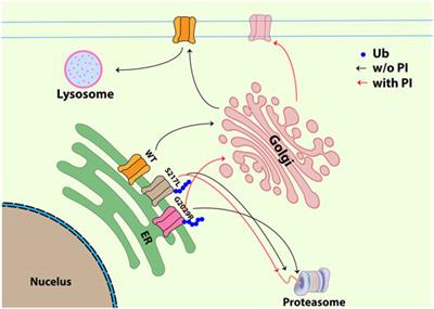 Loss-of-Function Piezo1 Mutations Display Altered Stability Driven by Ubiquitination and Proteasomal Degradation